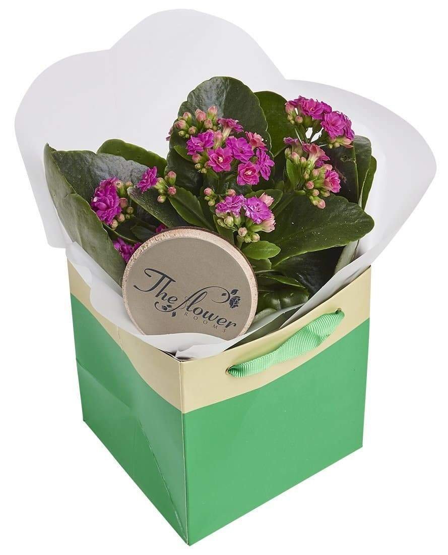 Bright Pink Kalanchoe Plant Gift - The Gift Project