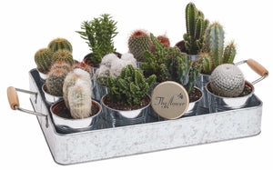 Cactus Selection 3 x Cacti Plants in Zinc Tin Chosen By Our Florists - The Gift Project