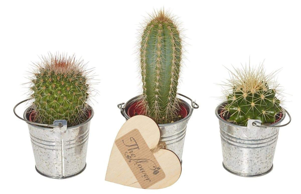 Cactus Selection - Gift Set - The Gift Project