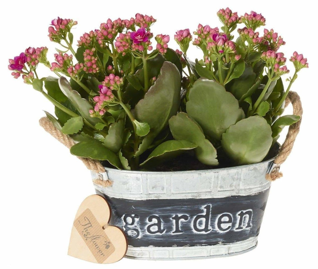 Kalanchoe Planter - Flowers Gift - The Gift Project