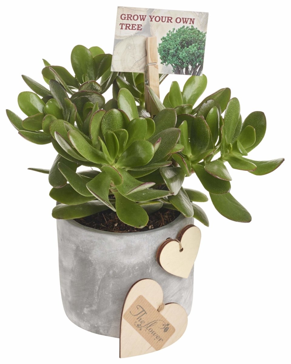 Money Plant in Modern Pot - Indoor Plant Gift - The Gift Project
