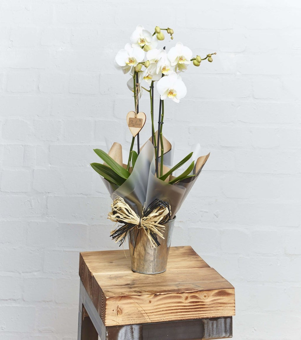 Phalaenopsis Orchid Gift - Flower Gift - The Gift Project