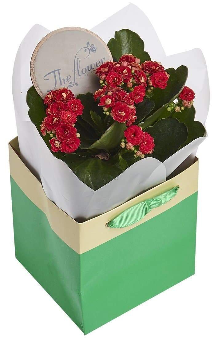 Red Kalanchoe Plant Gift - The Gift Project
