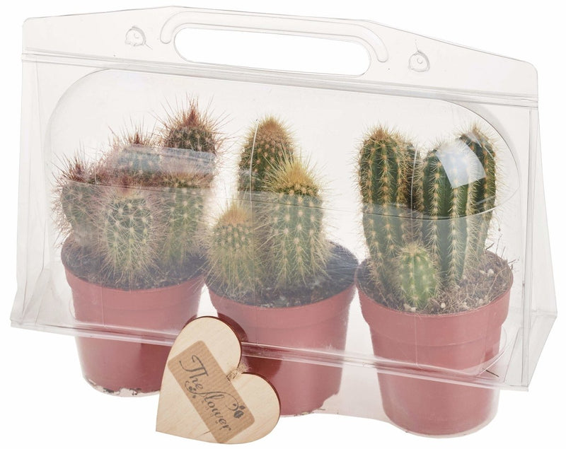 Simply Cactus - Set of 3 Cactus Plants in Protective Sleeve Gift Packaging - The Gift Project