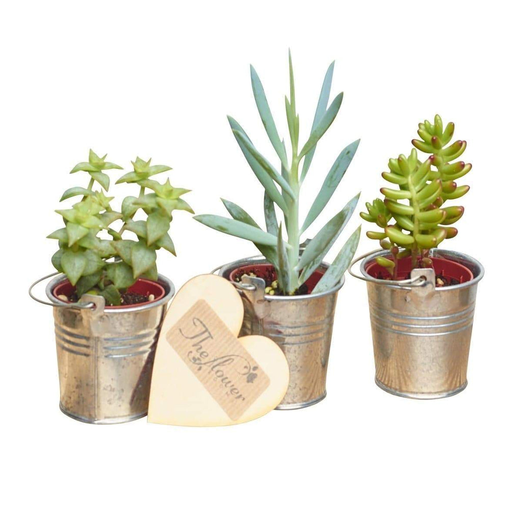 Succulent Plant Section - Flower Gift - The Gift Project