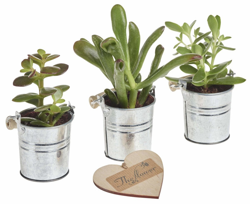 Tiny Money Plant Trio - Set of 3 Tiny Money Plants in Zinc Tin Gift Packaging - The Gift Project