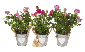 Trio Mini Rose Plant Set - Flower Gift - The Gift Project