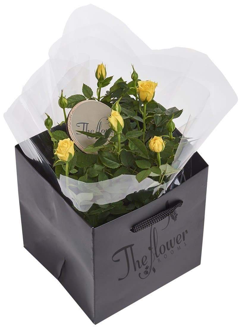 Yellow Rose Plant Gift - The Gift Project