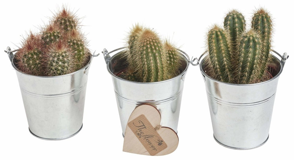 Zinc Cactus Selection - Set of 3 Cactus Plants in Zinc Tin Gift Packaging - The Gift Project